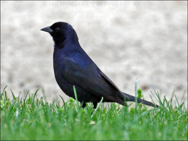 Shiny Cowbird shiny_cowbird_27891.psd