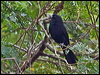 solitary_cacique_204136