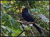 Click here to enter gallery and see photos/pictures/images of Solitary Cacique