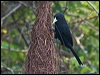 solitary_cacique_204139