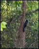 solitary_cacique_204147