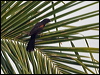 variable_oriole_204608