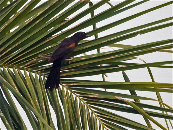 Variable (Epaulet) Oriole variable_oriole_204608.psd