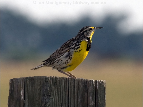 Western Meadowlark western_meadowlark_67320.jpg