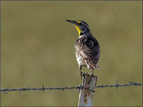 Western Meadowlark western_meadowlark_67323.jpg