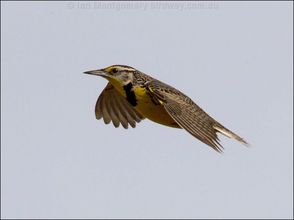 Western Meadowlark western_meadowlark_67324.jpg
