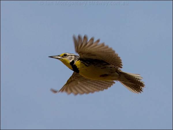 Western Meadowlark western_meadowlark_67325.jpg