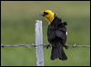 yellowhead_blackbird_67966