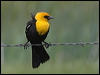 yellowhead_blackbird_67969