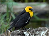 yellowhead_blackbird_67973