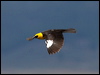 yellowhead_blackbird_67998