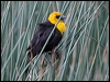yellowhead_blackbird_68177