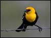 yellowhead_blackbird_68192