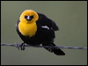 yellowhead_blackbird_68213