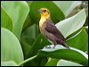 yellowhood_blackbird_22814