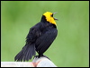 yellowhood_blackbird_22855
