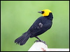 yellowhood_blackbird_22860
