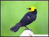 Click here to enter gallery and see photos/pictures/images of Yellow-hooded Blackbird