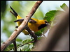 yellow_oriole_23643