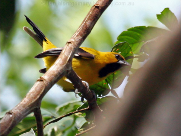 Yellow Oriole yellow_oriole_23643.psd