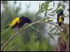 yell_rump_cacique_202856