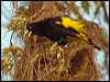yell_rump_cacique_203789