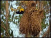yell_rump_cacique_203800