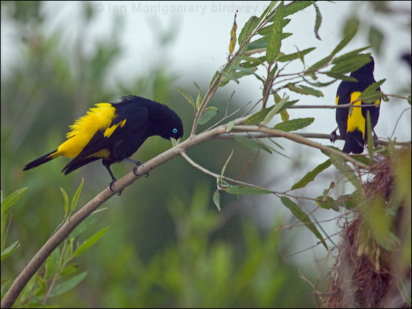 Yellow-rumped Cacique yell_rump_cacique_202856.psd