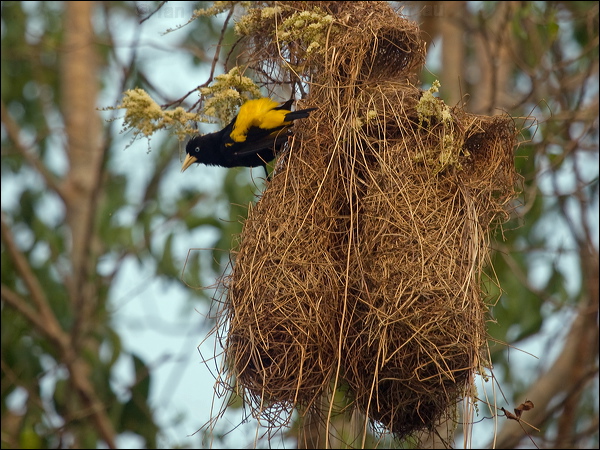 Yellow-rumped Cacique yell_rump_cacique_203800.psd