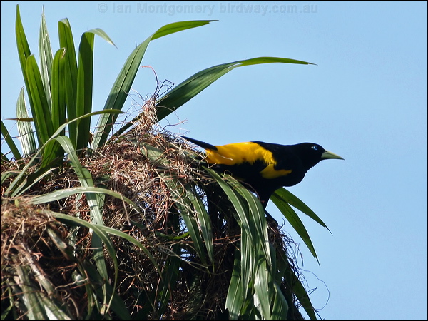 Yellow-rumped Cacique yellow_rump_cacique_26901.psd