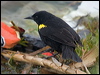 ye_wing_blackbird_207989