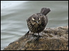 ye_wing_blackbird_208013