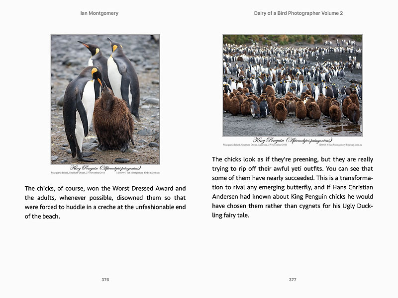Screen shot from Diary of a Bird Photographer Volume 2: subject King Penguin