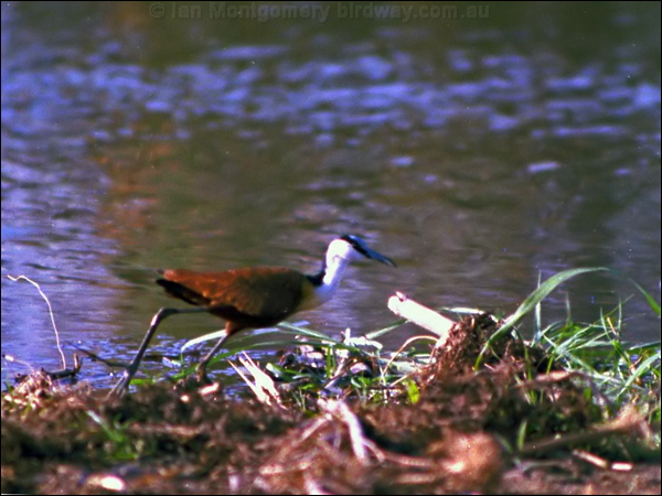 African Jacana african_jacana_01.psd