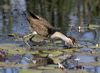 comb_crest_jacana_116591