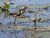 comb_crest_jacana_141625
