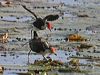 comb_crested_jacana_03634
