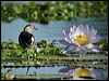 Click here to enter gallery and see photos of: African, Comb-crested and Wattled Jacana
