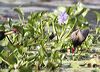 comb_crested_jacana_29311