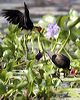 comb_crested_jacana_29318