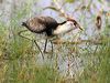 comb_crested_jacana_42706