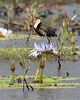 comb_crested_jacana_42727