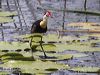 comb_crested_jacana_62743