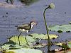 comb_crested_jacana_91363