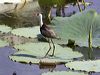 comb_crested_jacana_91370