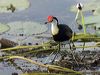 comb_crested_jacana_91799