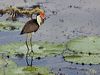 comb_crested_jacana_91808