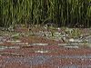 comb_crested_jacana_99907