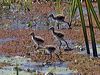 comb_crested_jacana_99923