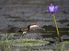 combcrestedjacana_105783
